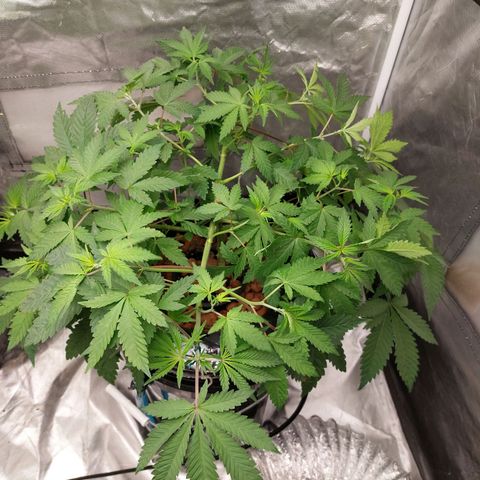 Northern Lights  #3 growlog timeline photo