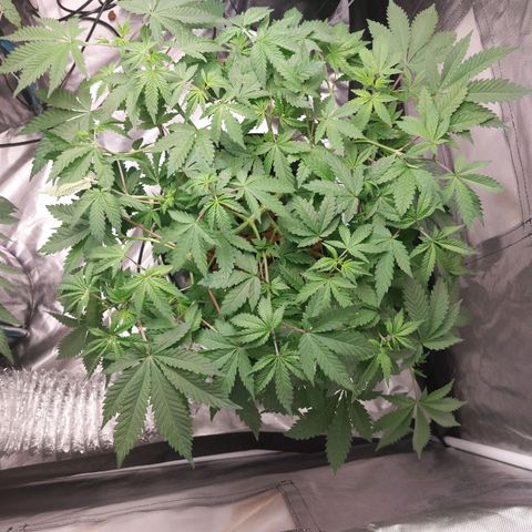 Northern Lights  #3 growlog timeline photo