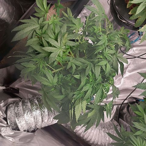 Northern Lights  #2 growlog timeline photo