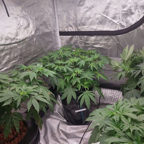 Northern Lights  #3 growlog timeline photo