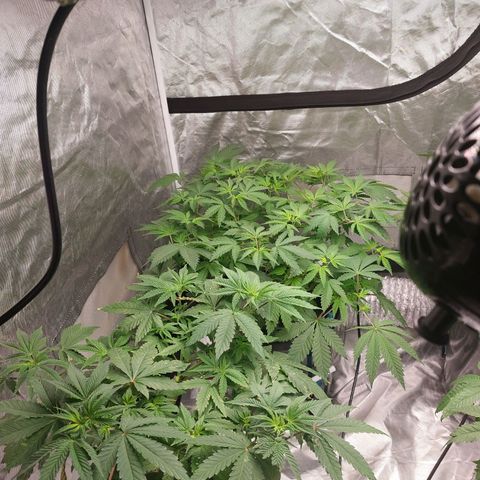 Northern Lights  #3 growlog timeline photo