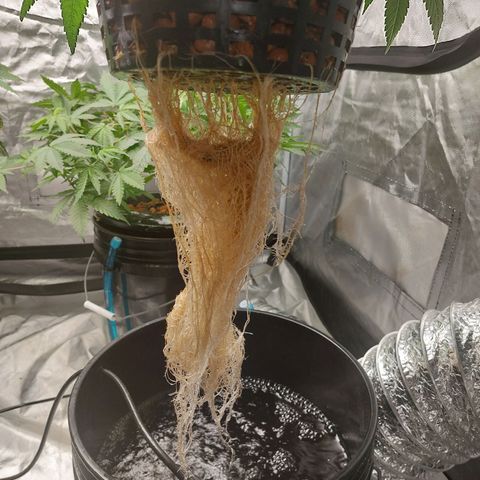 Northern Lights  #2 growlog timeline photo