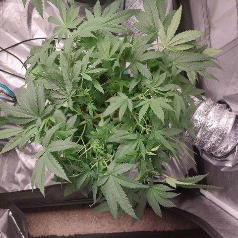 Northern Lights  #2 growlog timeline photo