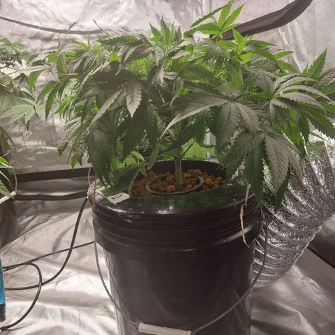 Northern Lights  #2 growlog timeline photo