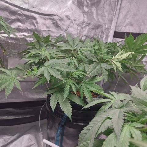 Northern Lights  #3 growlog timeline photo