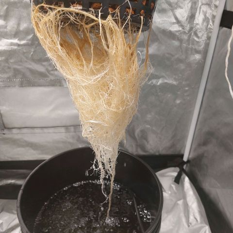Northern Lights  #3 growlog timeline photo