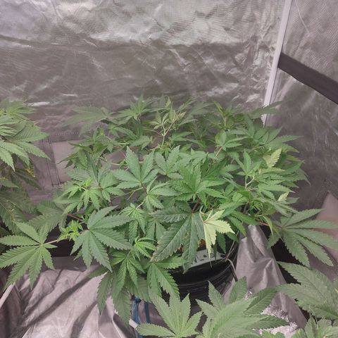 Northern Lights  #3 growlog timeline photo