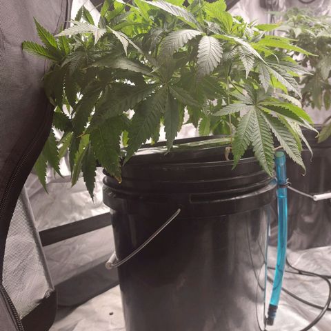 Purple Girls growlog timeline photo