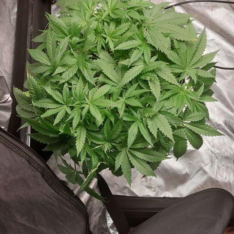 Purple Girls growlog timeline photo