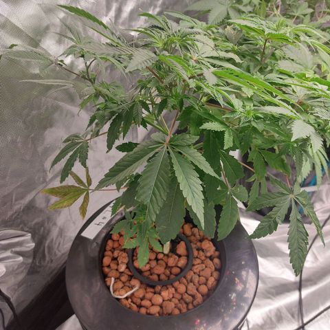 Northern Lights  #4 growlog timeline photo