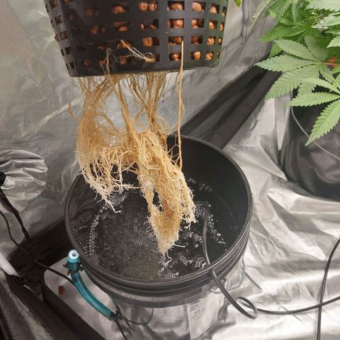 Northern Lights  #4 growlog timeline photo
