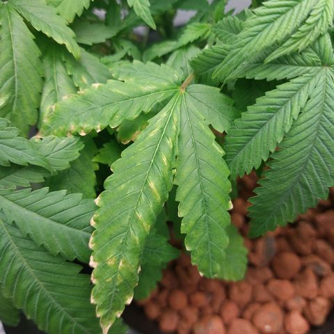 Mystery seed #2 growlog photo: 5.9-6.4ph