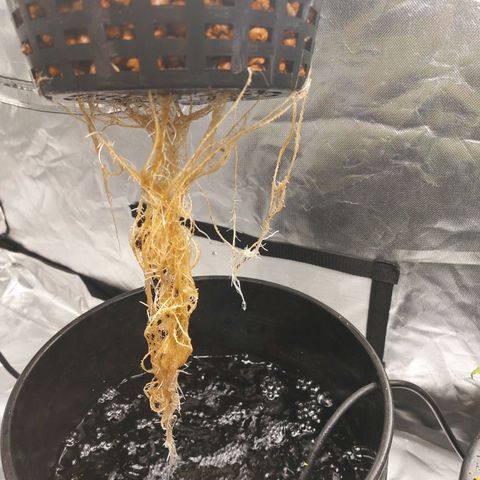 Mystery seed #2 growlog photo: 5.9-6.4ph