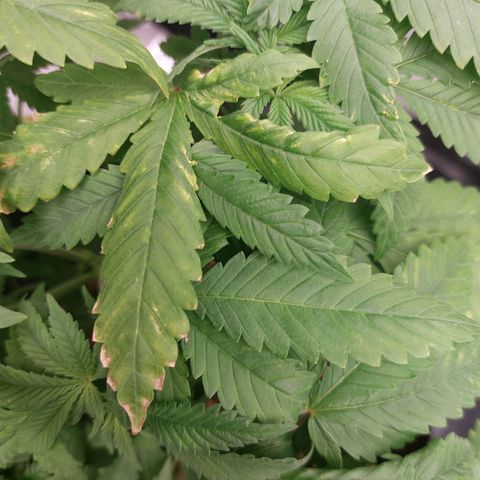 Mystery seed #2 growlog photo: 5.9-6.4ph