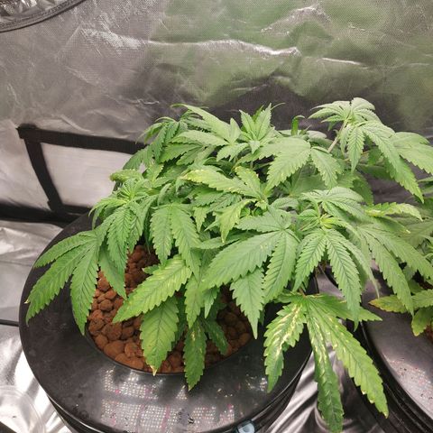 Mystery seed #2 growlog photo: 5.9-6.4ph