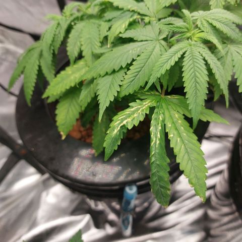 Mystery seed #2 growlog photo: 5.9-6.4ph