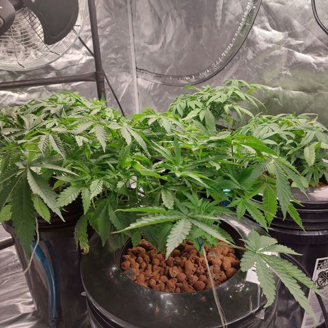 Northern Lights  #6 growlog timeline photo