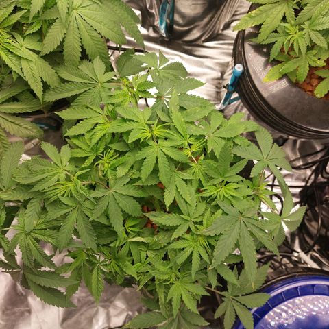 Northern Lights  #6 growlog timeline photo