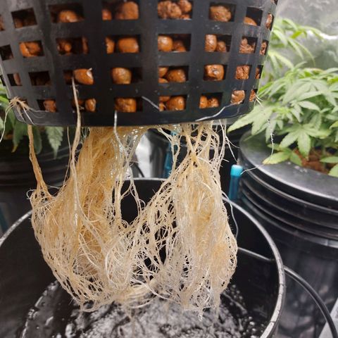 Northern Lights  #6 growlog timeline photo