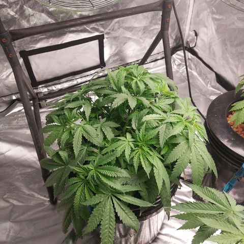 Northern Lights  #1 growlog photo: She needs a trim