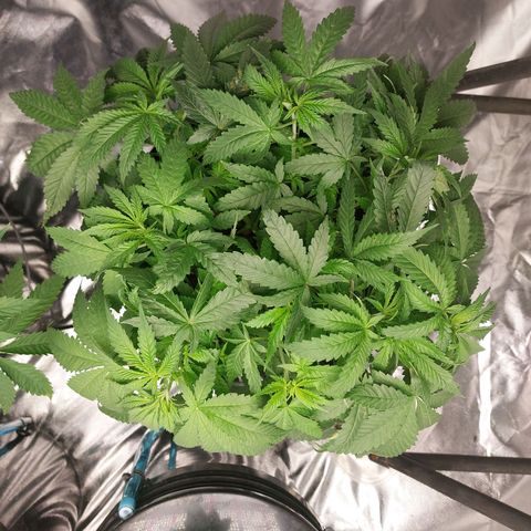 Northern Lights  #1 growlog photo: She needs a trim