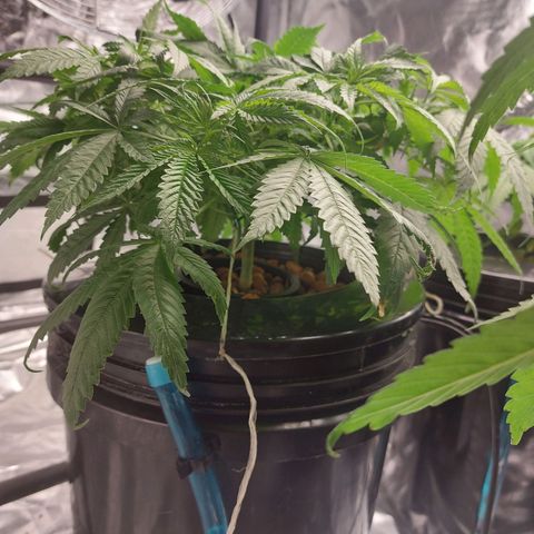 Northern Lights  #1 growlog photo: She needs a trim