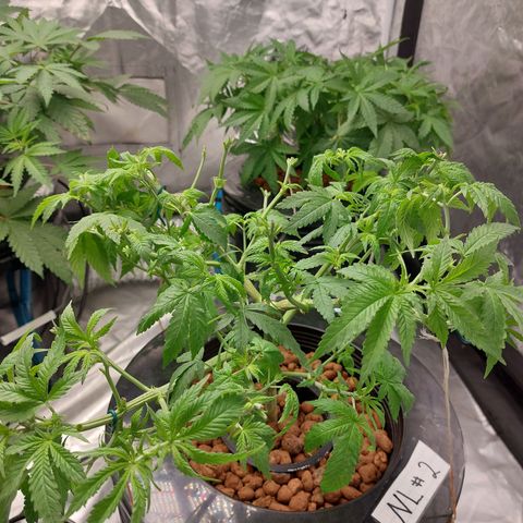 Northern Lights  #2 growlog timeline photo