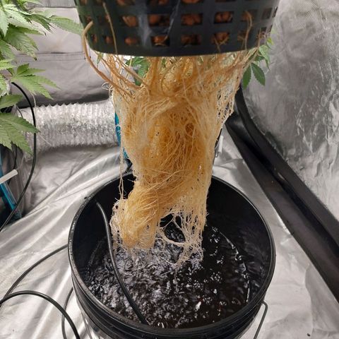 Northern Lights  #2 growlog timeline photo