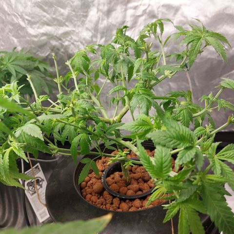 Northern Lights  #2 growlog timeline photo
