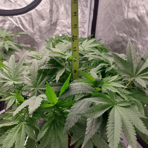 Northern Lights  #2 growlog timeline photo