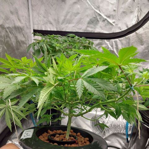 Northern Lights  #3 growlog timeline photo