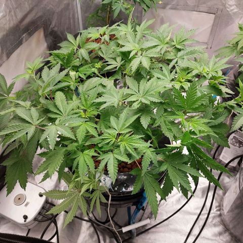 Northern Lights  #3 growlog timeline photo