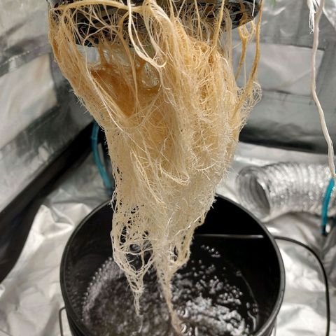 Northern Lights  #3 growlog timeline photo
