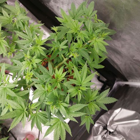 Northern Lights  #2 growlog timeline photo