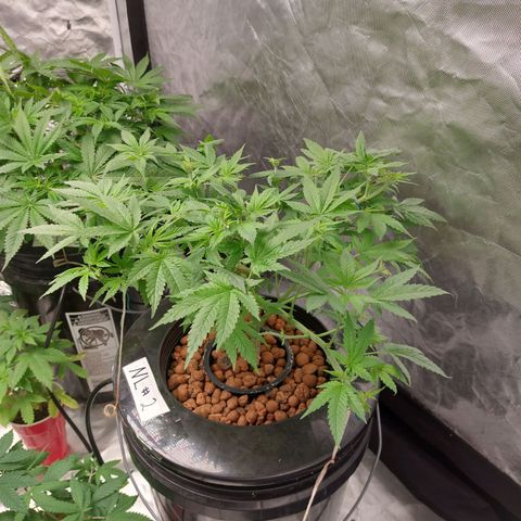Northern Lights  #2 growlog timeline photo