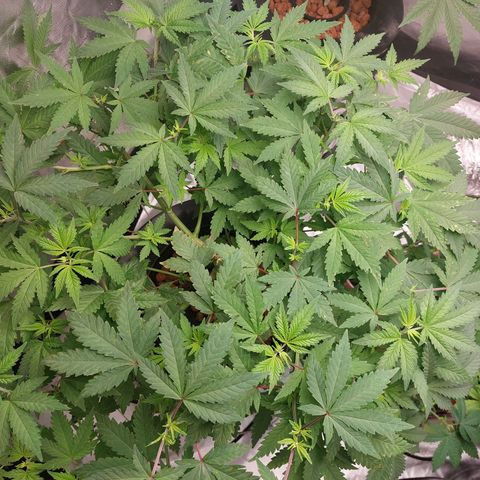 Northern Lights  #3 growlog timeline photo