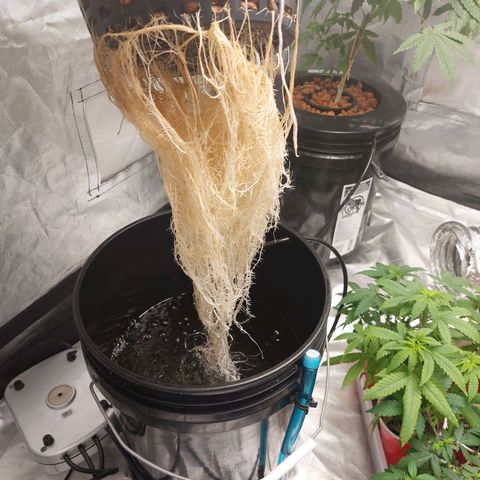 Northern Lights  #3 growlog timeline photo