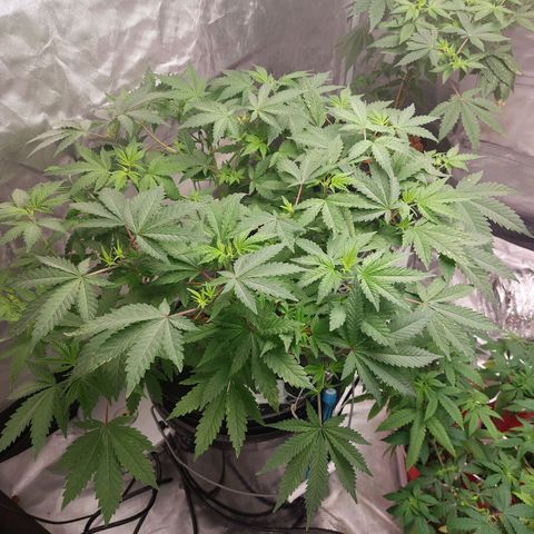 Northern Lights  #3 growlog timeline photo
