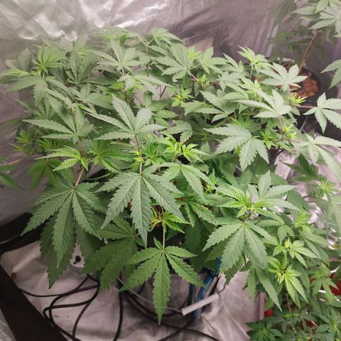 Northern Lights  #3 growlog timeline photo