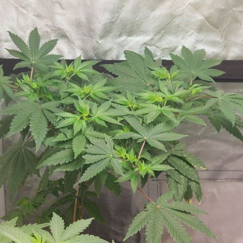 Northern Lights  #4 growlog timeline photo