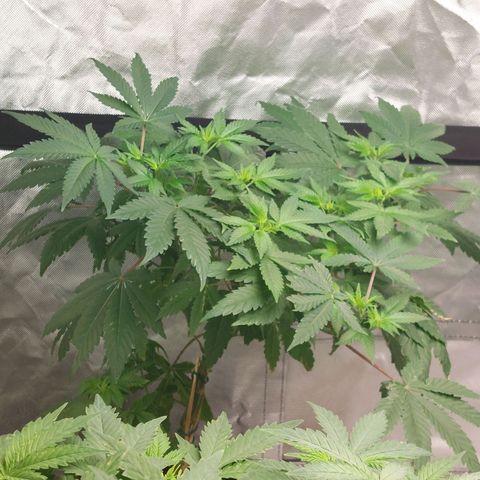 Northern Lights  #4 growlog timeline photo