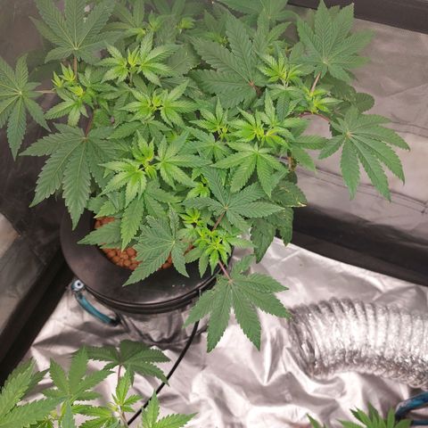 Northern Lights  #4 growlog timeline photo