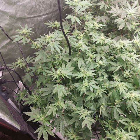 Northern Lights  #3 growlog timeline photo