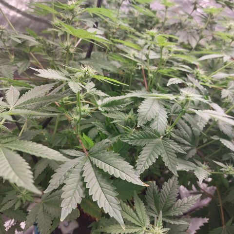 Northern Lights  #3 growlog timeline photo
