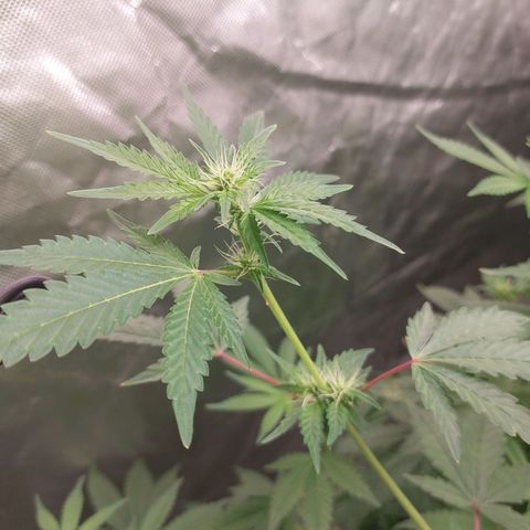 Northern Lights  #3 growlog timeline photo