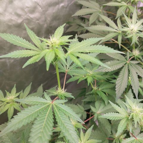 Northern Lights  #3 growlog timeline photo