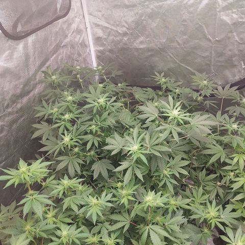 Northern Lights  #4 growlog timeline photo