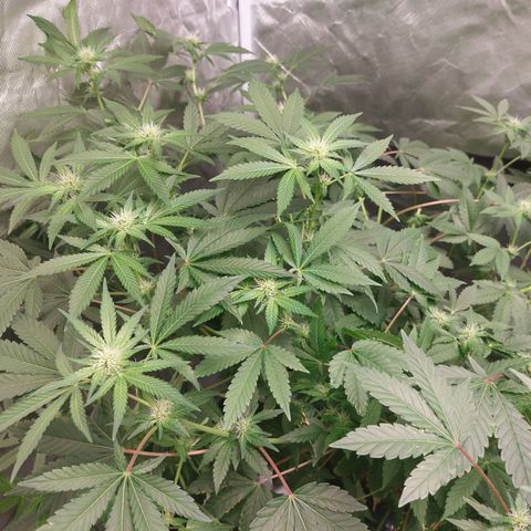 Northern Lights  #4 growlog timeline photo