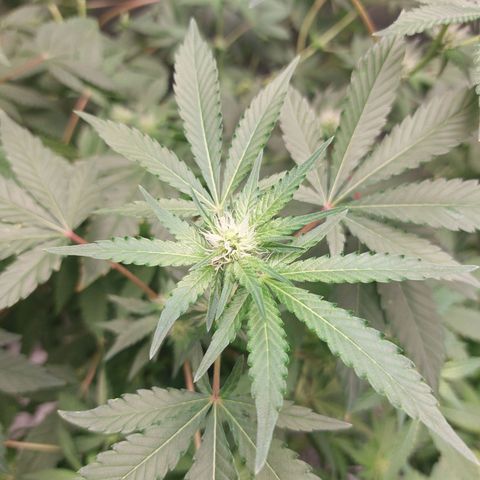 Northern Lights  #4 growlog timeline photo