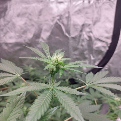 Northern Lights  #4 growlog timeline photo